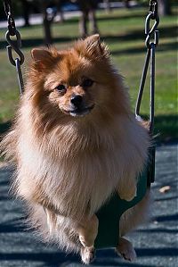 Fauna & Flora: swinging dog