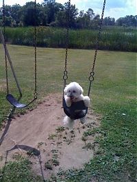 Fauna & Flora: swinging dog