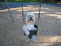 TopRq.com search results: swinging dog