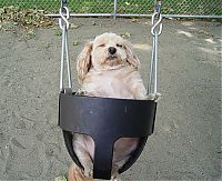 TopRq.com search results: swinging dog