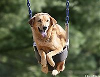 TopRq.com search results: swinging dog