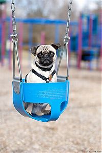 TopRq.com search results: swinging dog