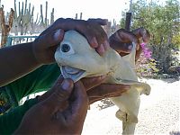 Fauna & Flora: Cyclops bull shark, Sea of Cortez, Mexico