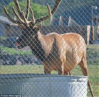 Fauna & Flora: deer rescued a drowning animal