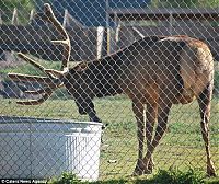 Fauna & Flora: deer rescued a drowning animal