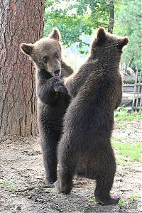 Fauna & Flora: bear cubs visit