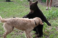 TopRq.com search results: bear cubs visit