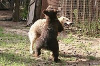 TopRq.com search results: bear cubs visit