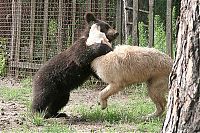 Fauna & Flora: bear cubs visit