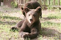 Fauna & Flora: bear cubs visit