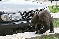 TopRq.com search results: bear cubs visit