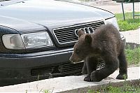 Fauna & Flora: bear cubs visit