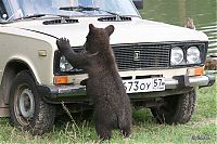 Fauna & Flora: bear cubs visit