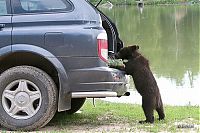 Fauna & Flora: bear cubs visit