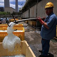 Fauna & Flora: Jellyfish clog water supply, coal-fired power station Orot Rabin, Hadera, Israel