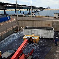 Fauna & Flora: Jellyfish clog water supply, coal-fired power station Orot Rabin, Hadera, Israel