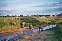 Fauna & Flora: elephant