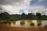 Fauna & Flora: elephant