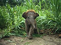 Fauna & Flora: elephant