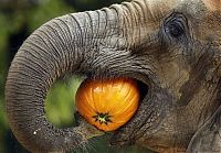 Fauna & Flora: elephant