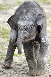 Fauna & Flora: elephant