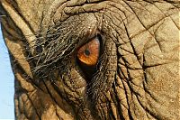 Fauna & Flora: elephant
