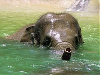 Fauna & Flora: elephant