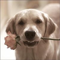 Fauna & Flora: dog