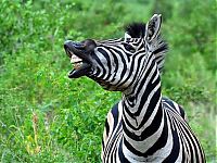 TopRq.com search results: zebra closeup