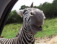 TopRq.com search results: zebra closeup