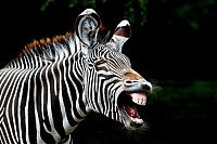 Fauna & Flora: zebra closeup