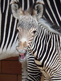 Fauna & Flora: zebra closeup