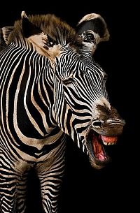 Fauna & Flora: zebra closeup