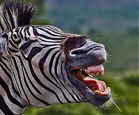 Fauna & Flora: zebra closeup