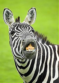 Fauna & Flora: zebra closeup