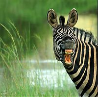 Fauna & Flora: zebra closeup