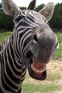 Fauna & Flora: zebra closeup