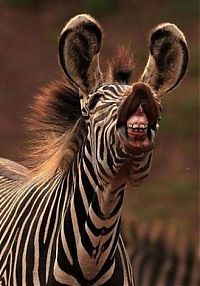 Fauna & Flora: zebra closeup