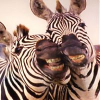 TopRq.com search results: zebra closeup
