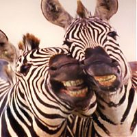 Fauna & Flora: zebra closeup