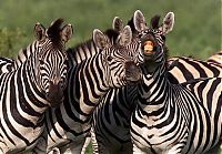 Fauna & Flora: zebra closeup