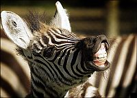 Fauna & Flora: zebra closeup