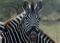 Fauna & Flora: zebra closeup