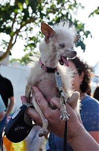 Fauna & Flora: World's Ugliest Dog Contest 2011, Petaluma, California, United States