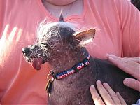 Fauna & Flora: World's Ugliest Dog Contest 2011, Petaluma, California, United States