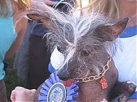 TopRq.com search results: World's Ugliest Dog Contest 2011, Petaluma, California, United States