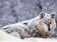 Fauna & Flora: gray wolf