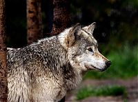 Fauna & Flora: gray wolf