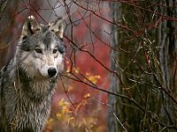 Fauna & Flora: gray wolf