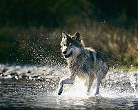 Fauna & Flora: gray wolf